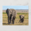 Recherche de animaux cartes postales Savane