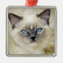 Recherche de chaton ornements Fourrure