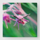 Recherche de prairies horloges Fleur