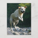 Recherche de golden retriever posters Exécution