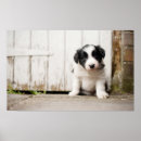 Recherche de border collie art Photographie