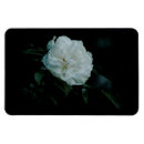 Recherche de arbuste magnets Fleur