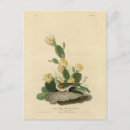 Recherche de moineau cartes postales Illustration