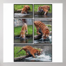 Recherche de panthère posters Mammifère