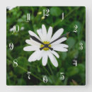Recherche de marguerites horloges Fleur de marguerite