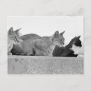 Recherche de trois animaux cartes postales Extérieur