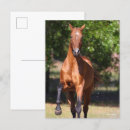 Recherche de races de cheval cartes postales Bob langrish