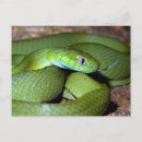 Recherche de serpent vert cartes postales Zoo