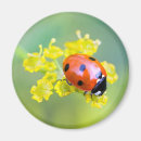 Recherche de de de coccinelle magnets Bestiole