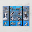 Recherche de orque cartes postales Orca
