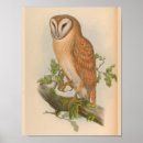 Recherche de petit hibou posters Vintage
