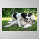 Recherche de puberté posters Chien