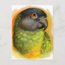 Recherche de senegal cartes postales Oiseau