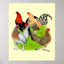 Recherche de bird painting posters Rooster