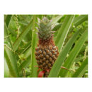 Recherche de ananas tropical posters Vert
