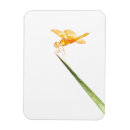 Recherche de libellules magnets Pour tous