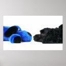 Recherche de caniche noir posters Chiot