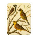 Recherche de arrière plan beige magnets Oiseau