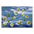 Recherche de fleurs de cornouiller posters États unis