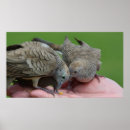 Recherche de colombe art Nature