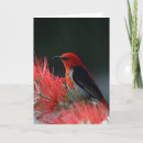 Recherche de scarlett Oiseaux