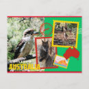 Recherche de kangourou australie cartes postales Travel