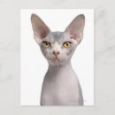 Recherche de sphynx cartes postales Animaux domestiques