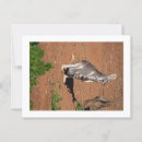 Recherche de kangourou joey cartes postales Photographie