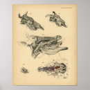 Recherche de tête de vache posters Bovin