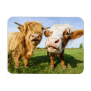 Recherche de vaches magnets Hautes terres