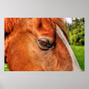 Recherche de geldings posters Cheval