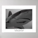 Recherche de vie marine posters Requins