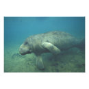 Recherche de manatee posters Vie marine