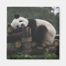 Recherche de chengdu magnets Panda