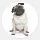 Recherche de chiot carlin autocollants Chiots