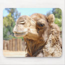 Recherche de chameau électronique Zoo