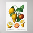 Recherche de orange amère art Agrumes
