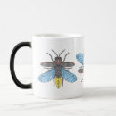 Recherche de lucioles tasses Ver luisant