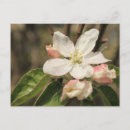 Recherche de arbre fruitier cartes postales Fleur