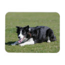 Recherche de fixation magnets Chien