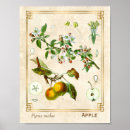 Recherche de fleur de pomme posters Fruit