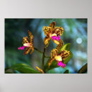 Recherche de cattleya orchids posters Orchidée de cattleya