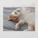 Recherche de sommeil cartes postales Repos