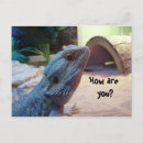 Recherche de dragon barbu cartes postales Barbe