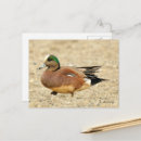 Recherche de esturgeon cartes postales Canard