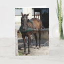 Recherche de erreur photographie Cheval