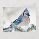 Recherche de geai cartes postales Cyanocitta cristata