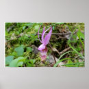 Recherche de calypso posters Nature
