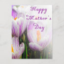 Recherche de tulipe blanche cartes postales Tulipes violettes et blanches