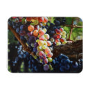 Recherche de amateur vin magnets Vigne